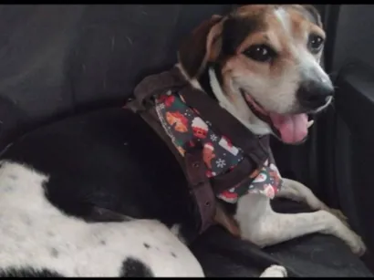 Cachorro raça SRD-ViraLata idade 7 a 11 meses nome Menina