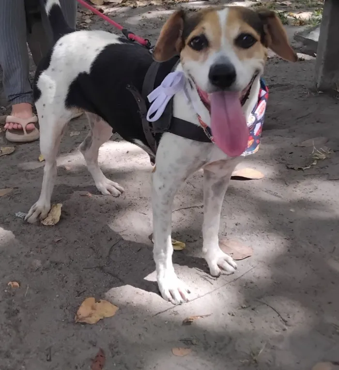 Cachorro raça SRD-ViraLata idade 7 a 11 meses nome Menina