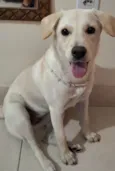 Cachorro raça SRD-ViraLata idade 7 a 11 meses nome Crystal 