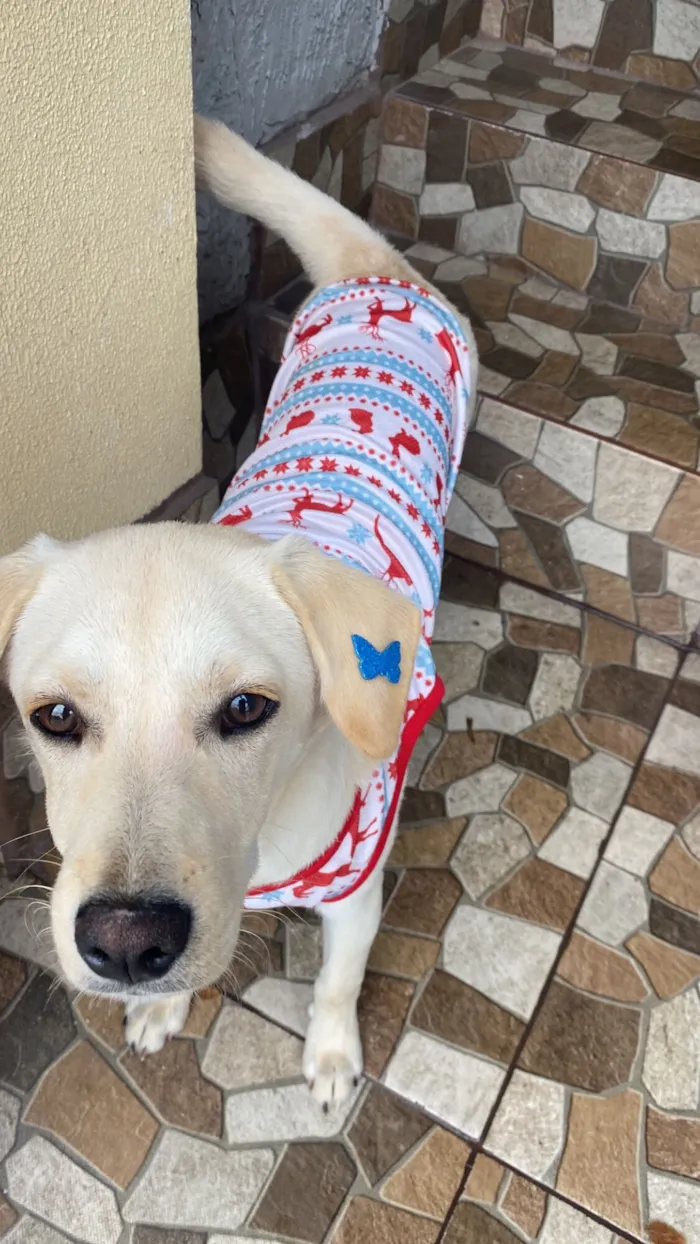 Cachorro raça SRD-ViraLata idade 7 a 11 meses nome Crystal 