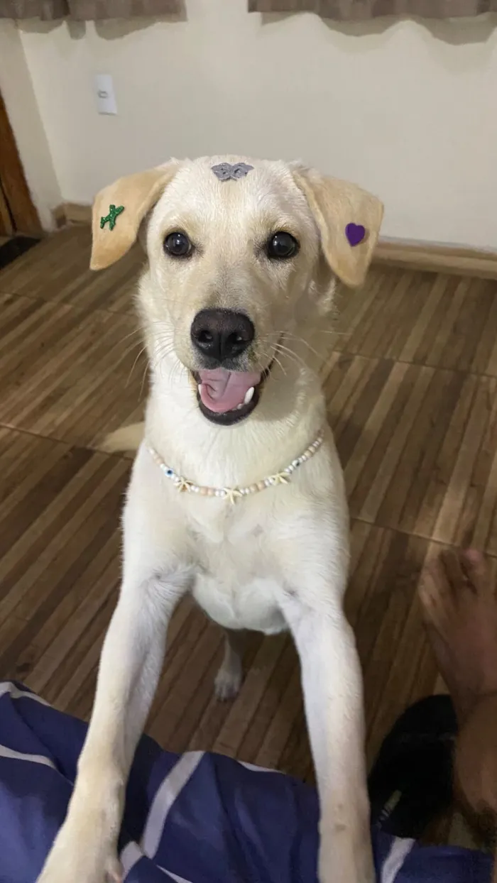 Cachorro raça SRD-ViraLata idade 7 a 11 meses nome Crystal 