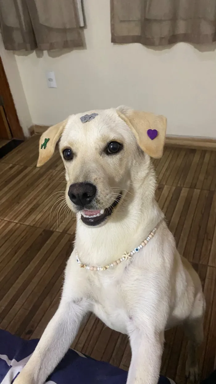 Cachorro raça SRD-ViraLata idade 7 a 11 meses nome Crystal 