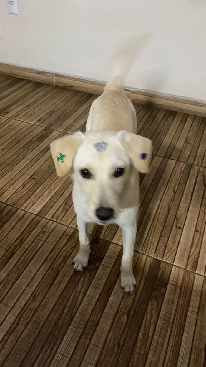 Cachorro raça SRD-ViraLata idade 7 a 11 meses nome Crystal 