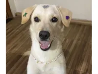 Cachorro raça SRD-ViraLata idade 7 a 11 meses nome Crystal 