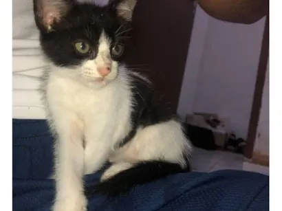 Gato raça SRD-ViraLata idade Abaixo de 2 meses nome Mavy