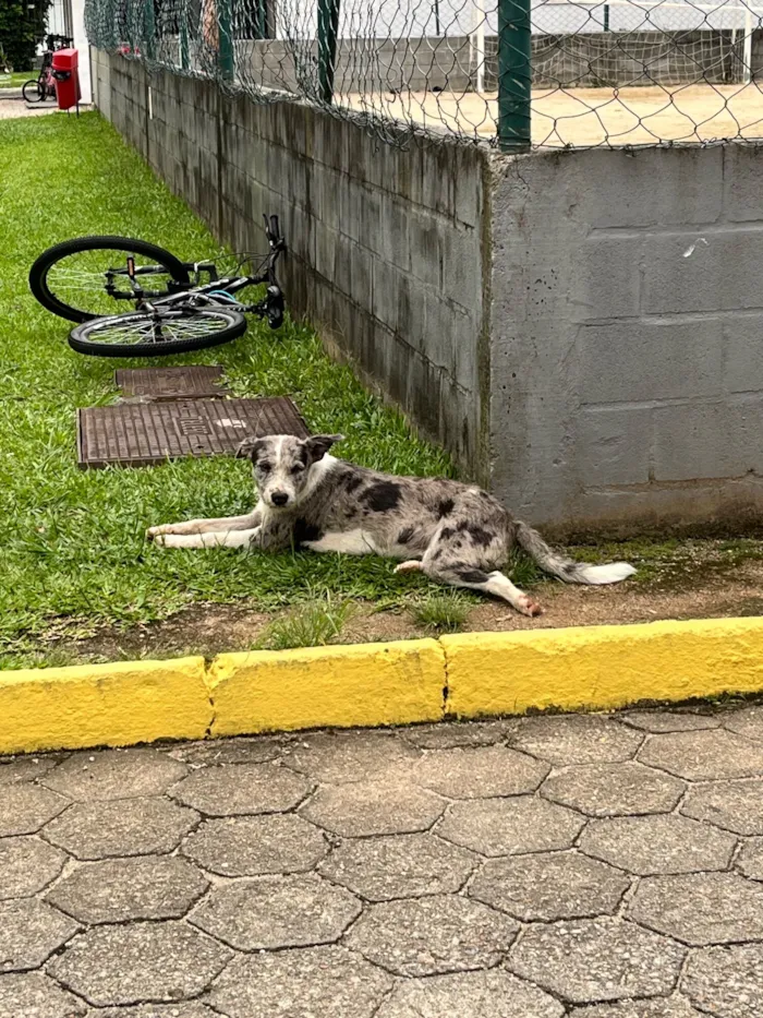 Cachorro raça SRD-ViraLata idade 1 ano nome Desconhecido 