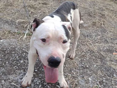 Cachorro raça Pit-Bull idade 2 anos nome Pitbull Perdido em Cajamar