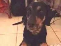 Cachorro raça SRD-ViraLata idade 2 anos nome Haroldo 