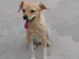 Cachorro raça SRD-ViraLata idade 1 ano nome Branquinha