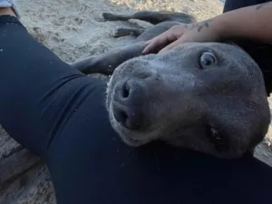 Cachorro raça SRD-ViraLata idade 1 ano nome Zeus
