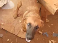 Cachorro raça SRD-ViraLata idade 2 a 6 meses nome Mãezinha e os outros não tem nome 