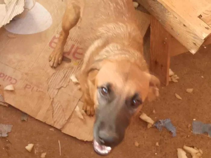 Cachorro raça SRD-ViraLata idade 2 a 6 meses nome Mãezinha e os outros não tem nome 