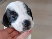 Cachorro raça SRD-ViraLata idade Abaixo de 2 meses nome Filhotes