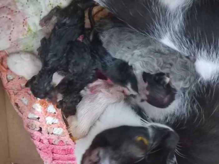 Gato raça SRD-ViraLata idade Abaixo de 2 meses nome Não tem nome