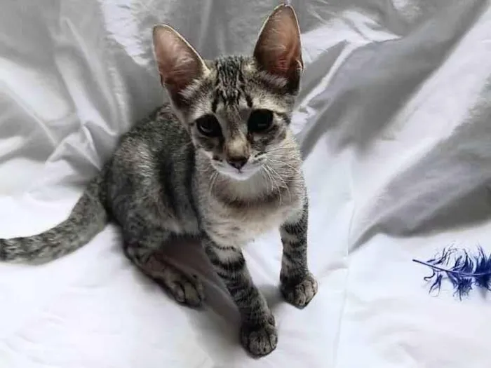 Gato raça SRD-ViraLata idade 2 a 6 meses nome Bernadete