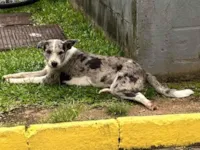 Cachorro raça SRD-ViraLata idade 1 ano nome Desconhecido 