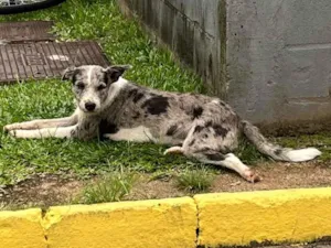 Cachorro raça SRD-ViraLata idade 1 ano nome Desconhecido 