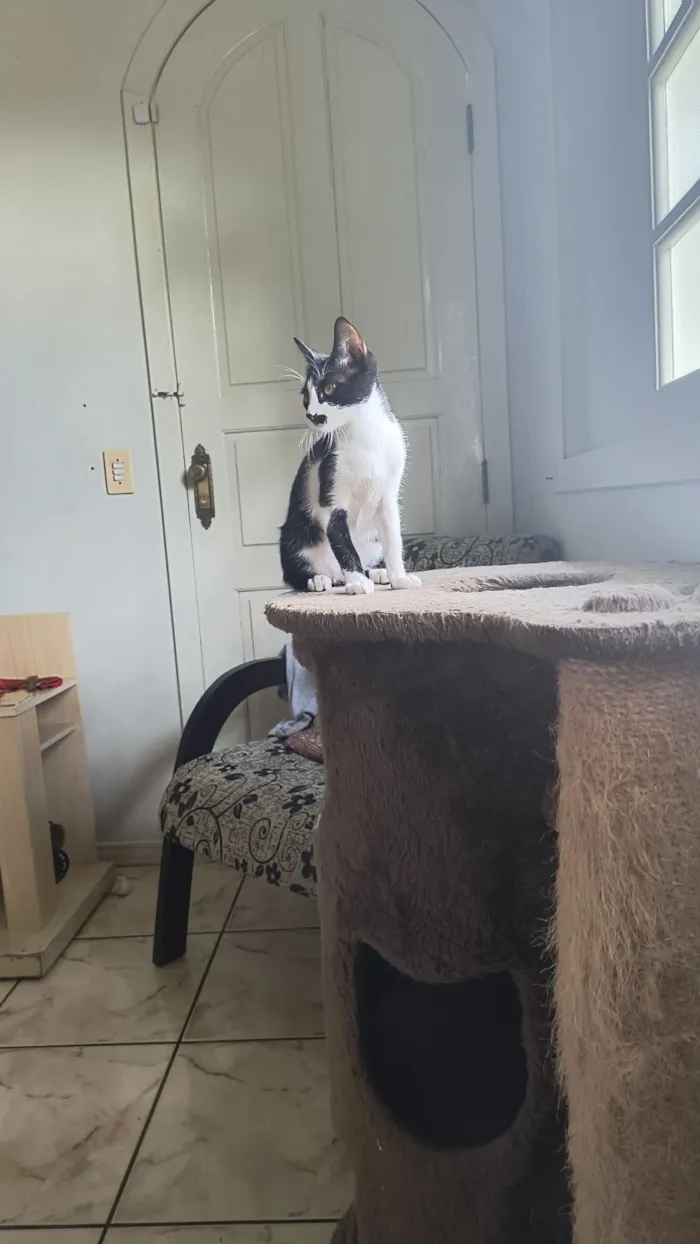 Gato raça SRD-ViraLata idade 2 a 6 meses nome Sem nome 