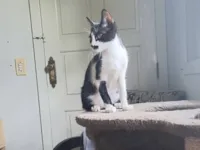 Gato raça SRD-ViraLata idade 2 a 6 meses nome Sem nome 