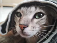 Gato raça SRD-ViraLata idade 2 anos nome Tom