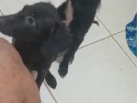 Cachorro raça Pit-Bull idade Abaixo de 2 meses nome TAINA FERREIRA DOS SANTOS