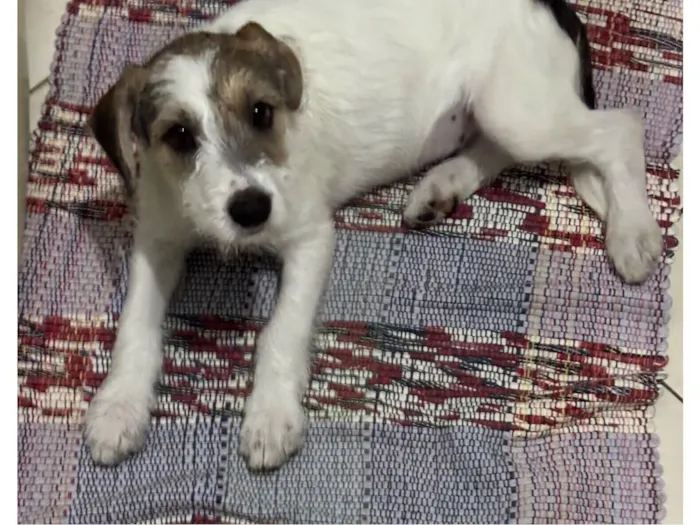 Cachorro raça SRD-ViraLata idade 2 a 6 meses nome Estopinha