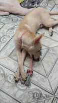 Cachorro raça SRD-ViraLata idade 2 a 6 meses nome Apollo
