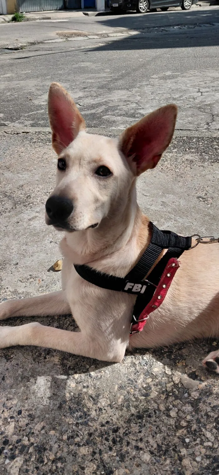 Cachorro raça SRD-ViraLata idade 2 a 6 meses nome Apollo