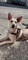 Cachorro raça SRD-ViraLata idade 2 a 6 meses nome Apollo 