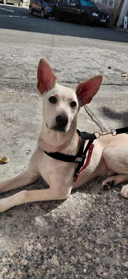 Cachorro raça SRD-ViraLata idade 2 a 6 meses nome Apollo 
