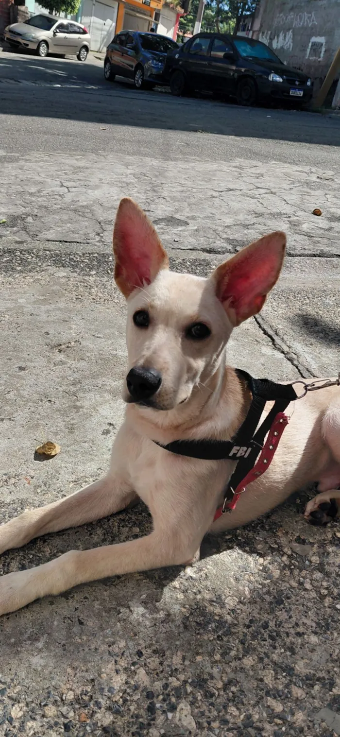 Cachorro raça SRD-ViraLata idade 2 a 6 meses nome Apollo 
