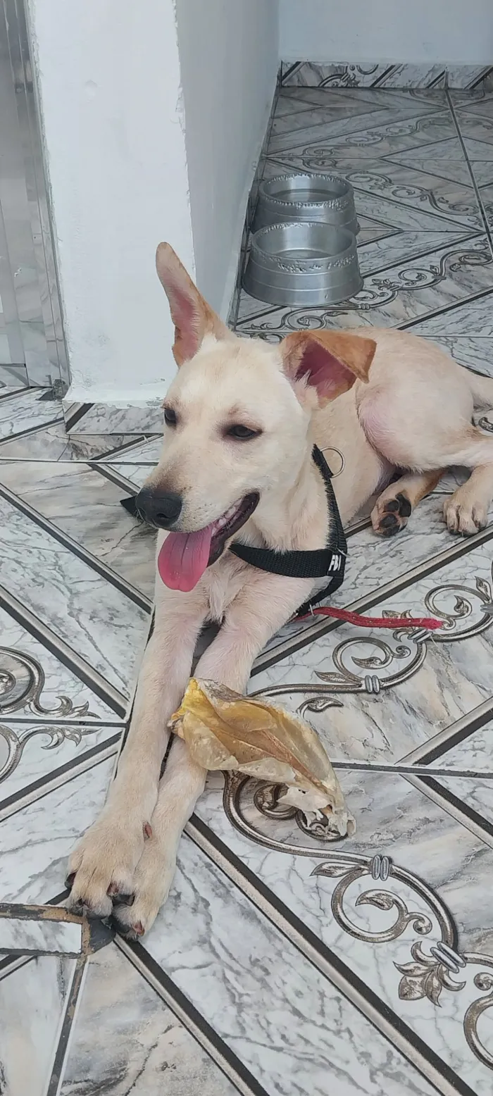 Cachorro raça SRD-ViraLata idade 2 a 6 meses nome Apollo 