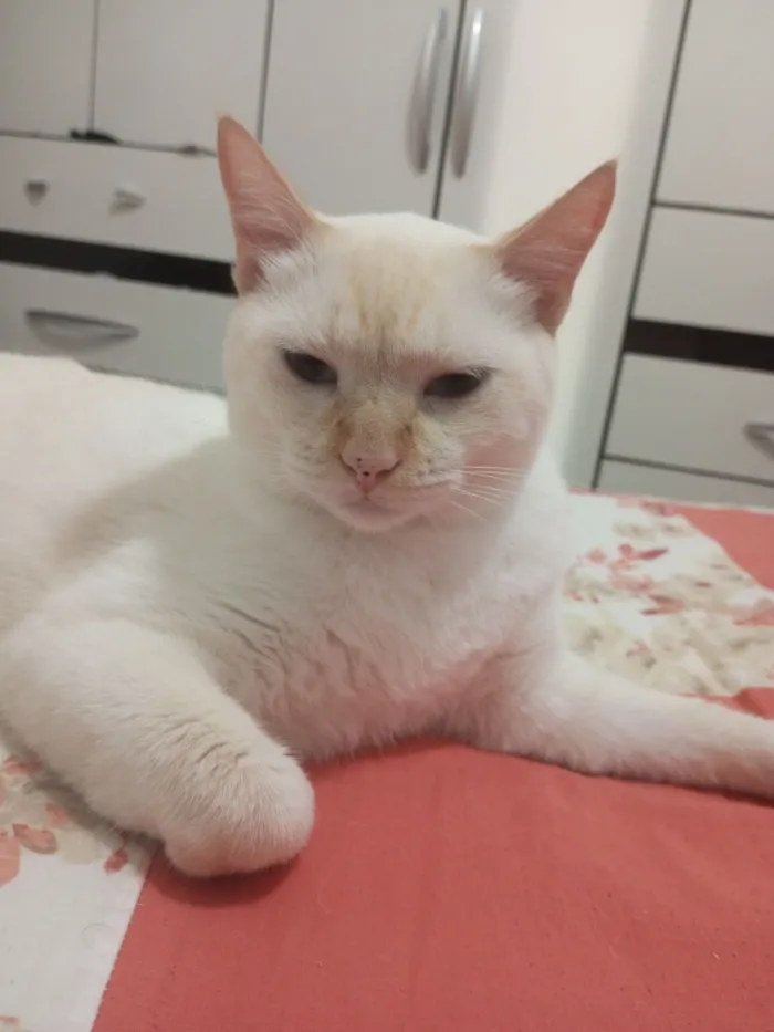 Gato raça SRD-ViraLata idade 3 anos nome Chico