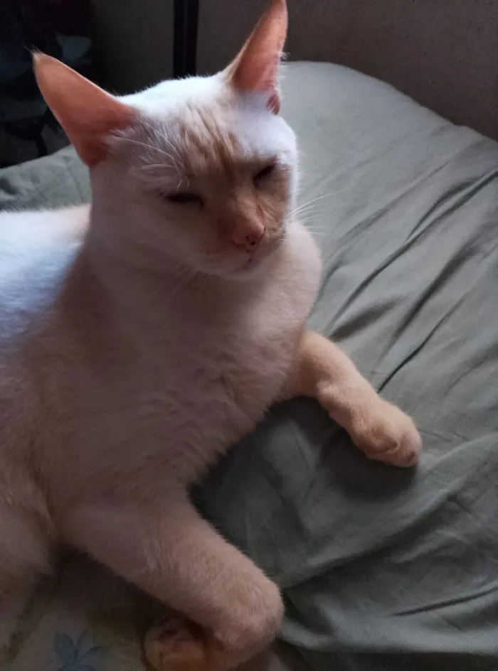 Gato raça SRD-ViraLata idade 3 anos nome Chico