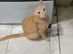 Gato raça SRD-ViraLata idade 2 a 6 meses nome Anjinho