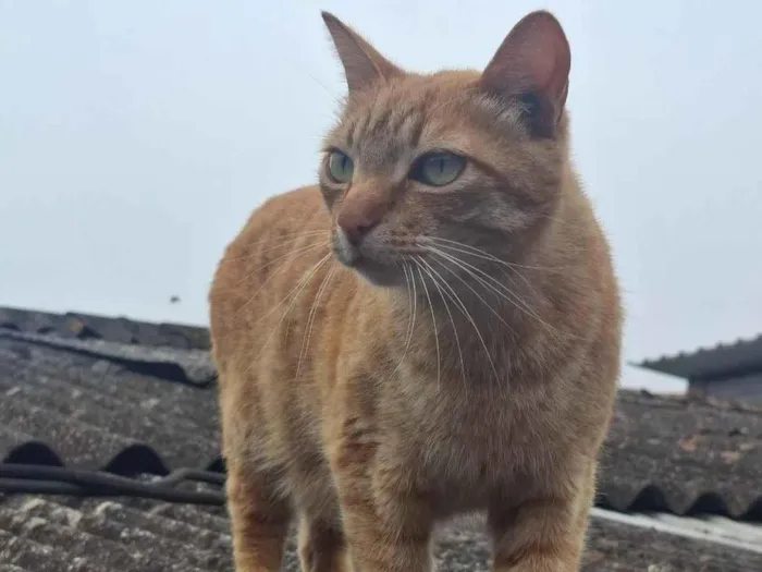Gato raça SRD-ViraLata idade 4 anos nome Apolo