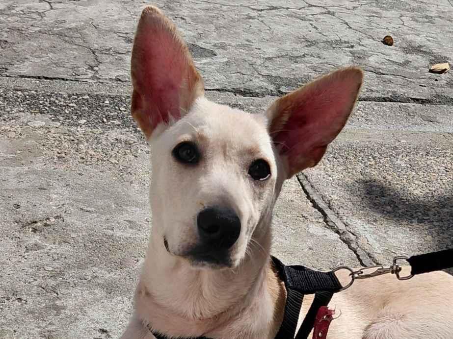 Cachorro raça SRD-ViraLata idade 2 a 6 meses nome Apollo 