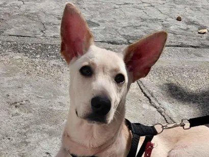 Cachorro raça SRD-ViraLata idade 2 a 6 meses nome Apollo 