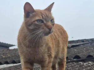 Gato raça SRD-ViraLata idade 4 anos nome Apolo