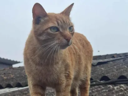 Gato raça SRD-ViraLata idade 4 anos nome Apolo