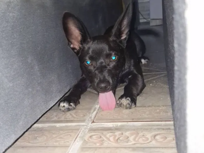 Cachorro raça SRD-ViraLata idade 7 a 11 meses nome Lola