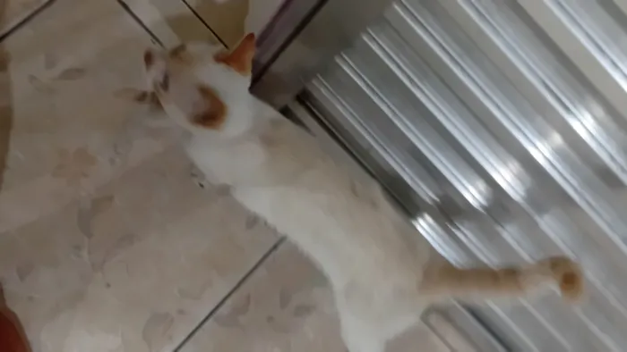 Gato raça SRD-ViraLata idade 2 a 6 meses nome sem nome