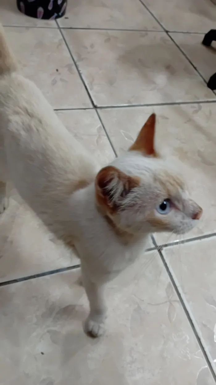 Gato raça SRD-ViraLata idade 2 a 6 meses nome sem nome