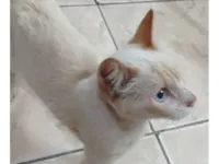 Gato raça SRD-ViraLata idade 2 a 6 meses nome sem nome