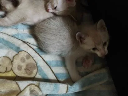 Gato raça SRD-ViraLata idade Abaixo de 2 meses nome Sem nomes 