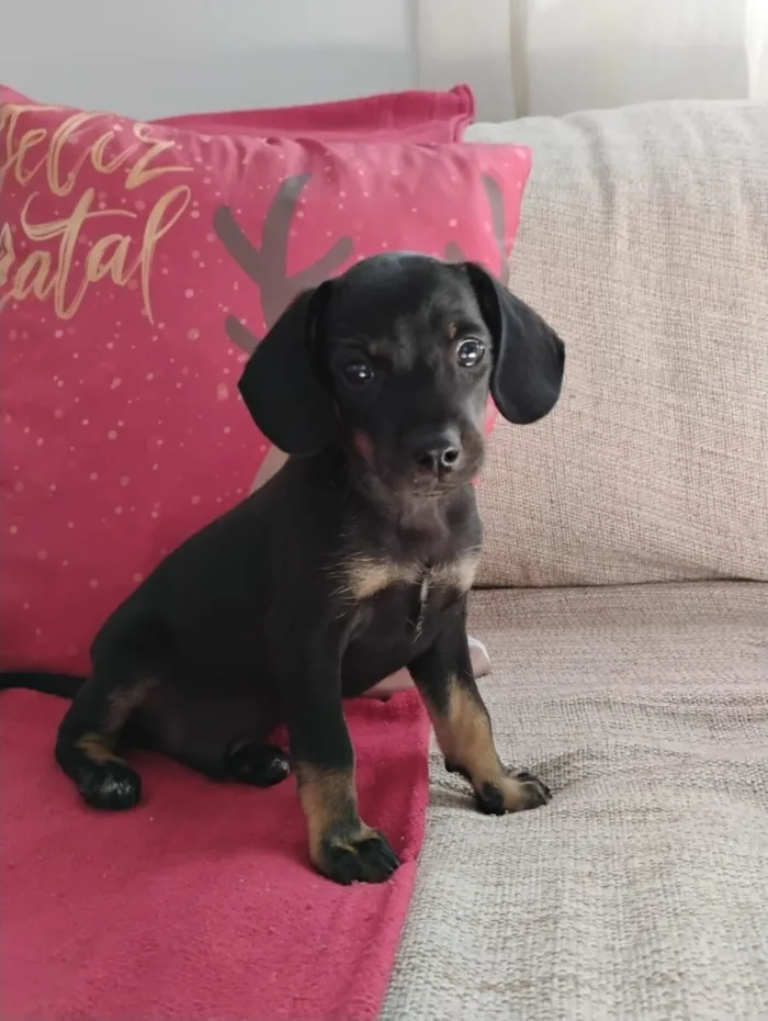 Cachorro raça SRD-ViraLata idade 2 a 6 meses nome Sem nome filhote 