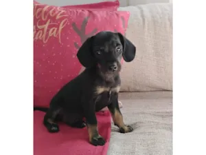 Cachorro raça SRD-ViraLata idade 2 a 6 meses nome Sem nome filhote 