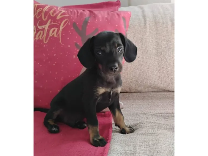 Cachorro raça SRD-ViraLata idade 2 a 6 meses nome Sem nome filhote 