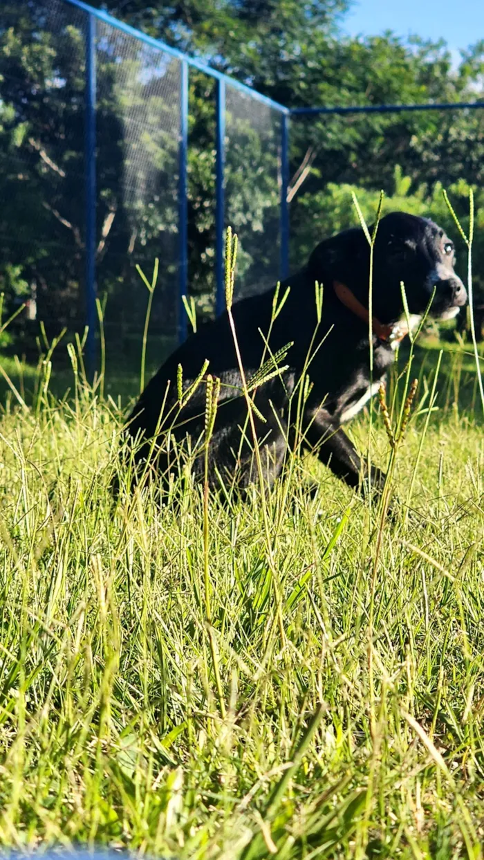 Cachorro raça SRD-ViraLata idade 7 a 11 meses nome Duck