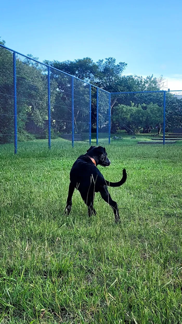 Cachorro raça SRD-ViraLata idade 7 a 11 meses nome Duck